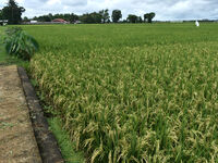 The agricultural area contains 70-day-old rice plants in Gelanggang village, Malang, East Java, Indonesia, on November 30, 2024. (