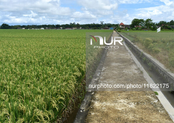 The agricultural area contains 70-day-old rice plants in Gelanggang village, Malang, East Java, Indonesia, on November 30, 2024. 