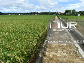 The agricultural area contains 70-day-old rice plants in Gelanggang village, Malang, East Java, Indonesia, on November 30, 2024. (