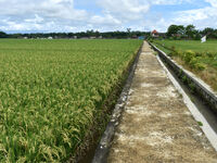 The agricultural area contains 70-day-old rice plants in Gelanggang village, Malang, East Java, Indonesia, on November 30, 2024. (