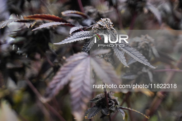 A marijuana plant is on display during the Asia International Hemp Expo (AIHE) in Bangkok, Thailand, on November 30, 2024. 