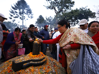 Nepali Hindu devotees offer ''Sat-bij,'' seven sacred seeds, to a Shivalinga (idol of Lord Shiva) in the premises of Pashupatinath Temple in...