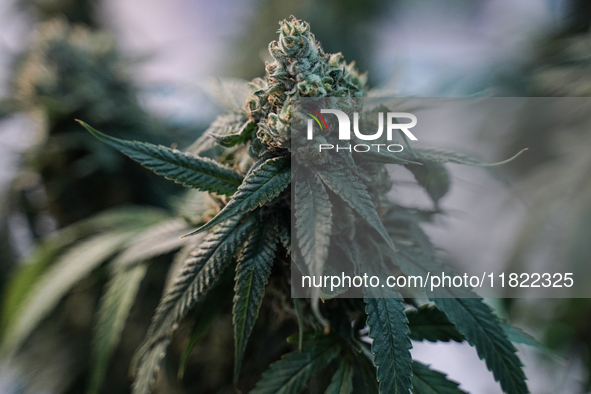 A marijuana plant is on display during the Asia International Hemp Expo (AIHE) in Bangkok, Thailand, on November 30, 2024. 