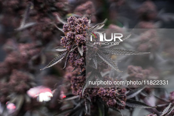 A marijuana plant is on display during the Asia International Hemp Expo (AIHE) in Bangkok, Thailand, on November 30, 2024. 