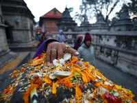 Nepali Hindu devotees offer ''Sat-bij,'' seven sacred seeds, to a Shivalinga (idol of Lord Shiva) in the premises of Pashupatinath Temple in...