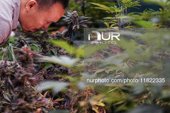 A visitor smells marijuana plants during the Asia International Hemp Expo in Bangkok, Thailand, on November 30, 2024. 