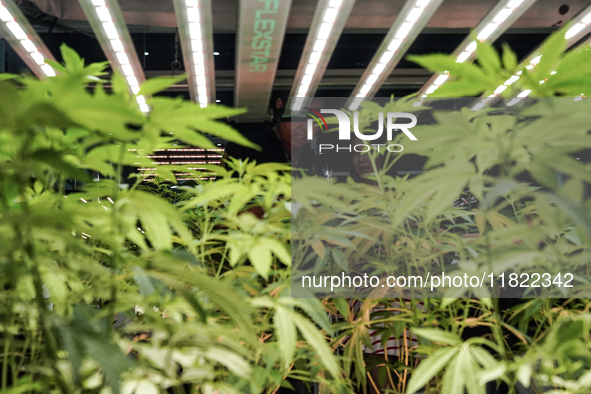 A visitor views cannabis plants during the Asia International Hemp Expo (AIHE) in Bangkok, Thailand, on November 30, 2024. 