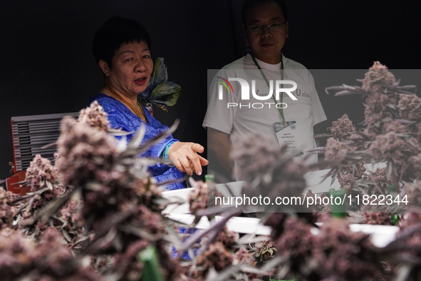 A visitor views cannabis plants during the Asia International Hemp Expo (AIHE) in Bangkok, Thailand, on November 30, 2024. 