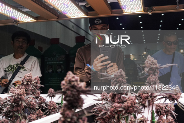 A visitor views cannabis plants during the Asia International Hemp Expo (AIHE) in Bangkok, Thailand, on November 30, 2024. 