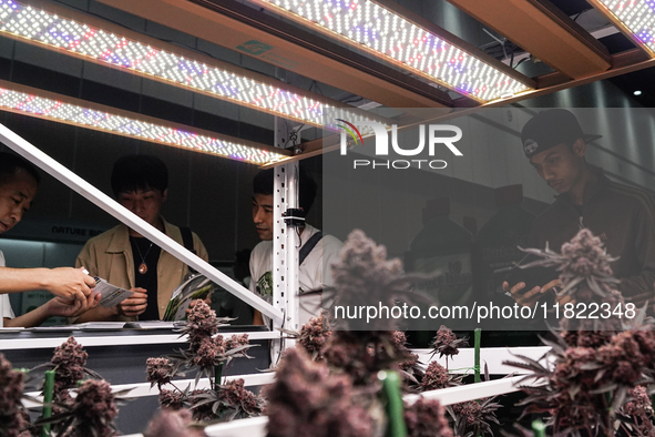 A visitor views cannabis plants during the Asia International Hemp Expo (AIHE) in Bangkok, Thailand, on November 30, 2024. 