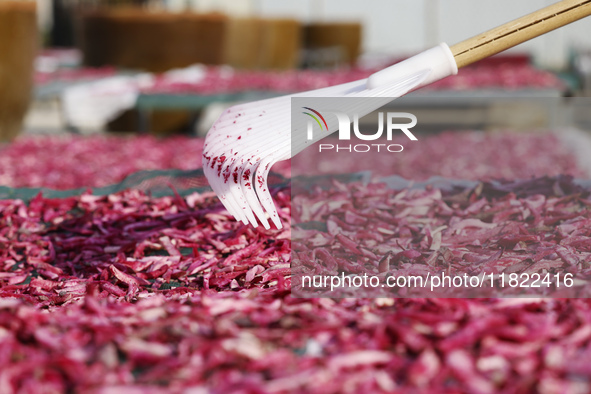 Farmers make dried radish in Suqian, Jiangsu province, China, on November 30, 2024. 