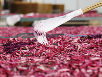 Farmers make dried radish in Suqian, Jiangsu province, China, on November 30, 2024. (