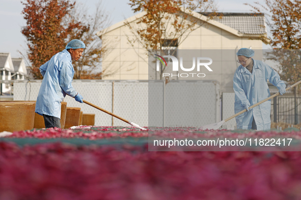 Farmers make dried radish in Suqian, Jiangsu province, China, on November 30, 2024. 