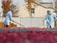 Farmers make dried radish in Suqian, Jiangsu province, China, on November 30, 2024. (