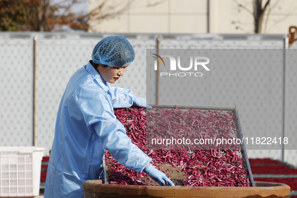 A farmer makes dried radish in Suqian, Jiangsu province, China, on November 30, 2024. 