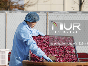 A farmer makes dried radish in Suqian, Jiangsu province, China, on November 30, 2024. (