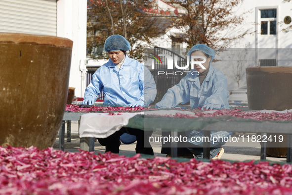 Farmers make dried radish in Suqian, Jiangsu province, China, on November 30, 2024. 