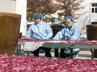 Farmers make dried radish in Suqian, Jiangsu province, China, on November 30, 2024. (