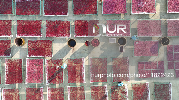 Farmers dry radishes in Suqian, Jiangsu province, China, on November 30, 2024. 