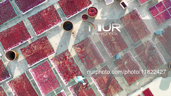 Farmers dry radishes in Suqian, Jiangsu province, China, on November 30, 2024. 