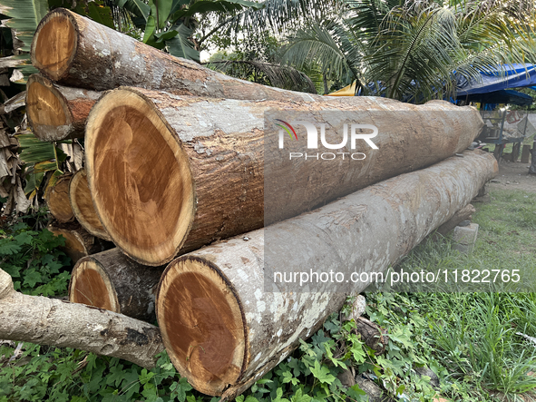 Recently cut teak wood logs wait by the roadside to be transported to a mill in Konni, Pathanamthitta, Kerala, India, on April 5, 2024. 