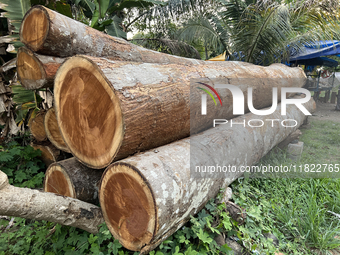 Recently cut teak wood logs wait by the roadside to be transported to a mill in Konni, Pathanamthitta, Kerala, India, on April 5, 2024. (