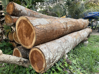 Recently cut teak wood logs wait by the roadside to be transported to a mill in Konni, Pathanamthitta, Kerala, India, on April 5, 2024. (