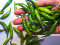  Green Chilies, Also Known As Hari Mirch In India, Are A Staple Ingredient In Indian Cooking And Are Known For Their Distinct Flavor And Int...