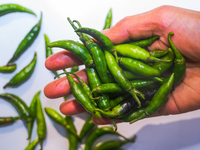  Green Chilies, Also Known As Hari Mirch In India, Are A Staple Ingredient In Indian Cooking And Are Known For Their Distinct Flavor And Int...