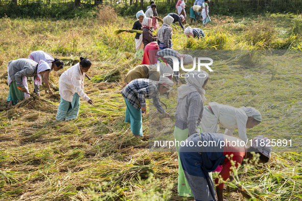 A group of women harvests rice paddy in a rice agricultural field in Bokakhat, India, on December 1, 2024. Sali rice is the most important r...