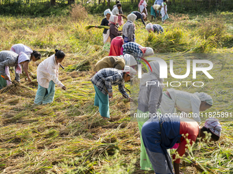 A group of women harvests rice paddy in a rice agricultural field in Bokakhat, India, on December 1, 2024. Sali rice is the most important r...