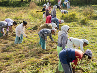 A group of women harvests rice paddy in a rice agricultural field in Bokakhat, India, on December 1, 2024. Sali rice is the most important r...