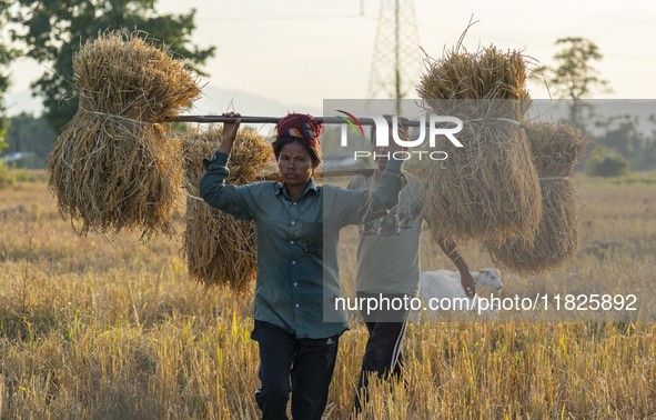 Farmers carry harvested rice paddy in a rice agricultural field in Bokakhat, India, on December 1, 2024. Sali rice is the most important ric...