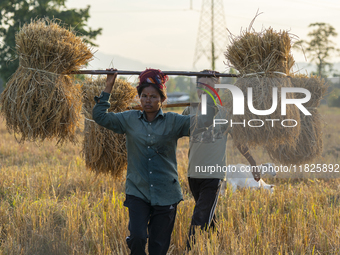 Farmers carry harvested rice paddy in a rice agricultural field in Bokakhat, India, on December 1, 2024. Sali rice is the most important ric...