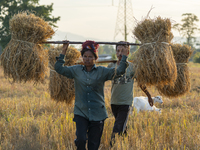 Farmers carry harvested rice paddy in a rice agricultural field in Bokakhat, India, on December 1, 2024. Sali rice is the most important ric...