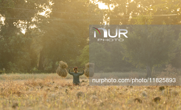 A woman farmer carries harvested rice paddy in a rice agricultural field in Bokakhat, India, on December 1, 2024. Sali rice is the most impo...