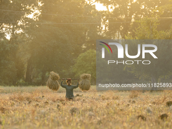 A woman farmer carries harvested rice paddy in a rice agricultural field in Bokakhat, India, on December 1, 2024. Sali rice is the most impo...