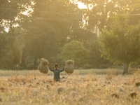 A woman farmer carries harvested rice paddy in a rice agricultural field in Bokakhat, India, on December 1, 2024. Sali rice is the most impo...