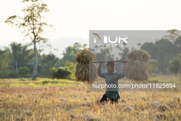 A woman farmer carries harvested rice paddy in a rice agricultural field in Bokakhat, India, on December 1, 2024. Sali rice is the most impo...