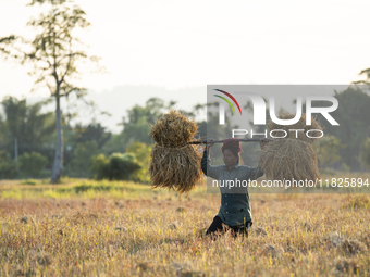 A woman farmer carries harvested rice paddy in a rice agricultural field in Bokakhat, India, on December 1, 2024. Sali rice is the most impo...