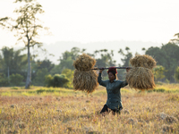 A woman farmer carries harvested rice paddy in a rice agricultural field in Bokakhat, India, on December 1, 2024. Sali rice is the most impo...