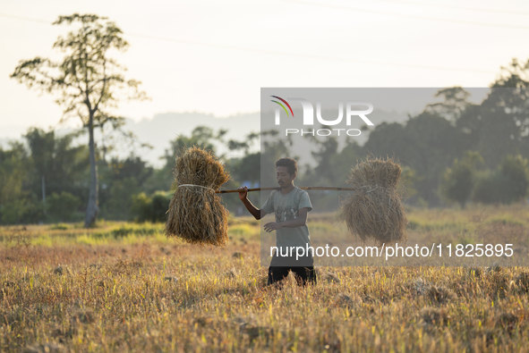 A farmer carries harvested rice paddy in a rice agricultural field in Bokakhat, India, on December 1, 2024. Sali rice is the most important...