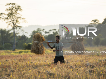 A farmer carries harvested rice paddy in a rice agricultural field in Bokakhat, India, on December 1, 2024. Sali rice is the most important...