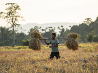 A farmer carries harvested rice paddy in a rice agricultural field in Bokakhat, India, on December 1, 2024. Sali rice is the most important...