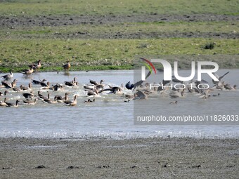 Migratory birds swim at the Pobitora Wildlife Sanctuary in Morigaon district of Assam, India, on December 1, 2024. (