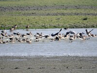 Migratory birds swim at the Pobitora Wildlife Sanctuary in Morigaon district of Assam, India, on December 1, 2024. (