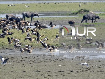 Migratory birds fly at the Pobitora Wildlife Sanctuary in Morigaon district of Assam, India, on December 1, 2024. (