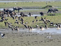 Migratory birds fly at the Pobitora Wildlife Sanctuary in Morigaon district of Assam, India, on December 1, 2024. (