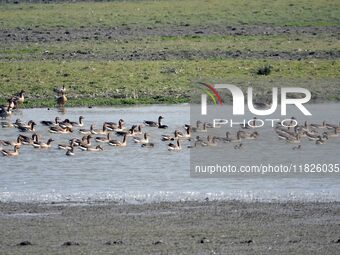 Migratory birds swim at the Pobitora Wildlife Sanctuary in Morigaon district of Assam, India, on December 1, 2024. (