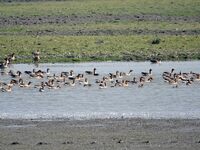 Migratory birds swim at the Pobitora Wildlife Sanctuary in Morigaon district of Assam, India, on December 1, 2024. (